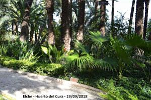 19 ELCHE HUERTO DEL CURA (54)
